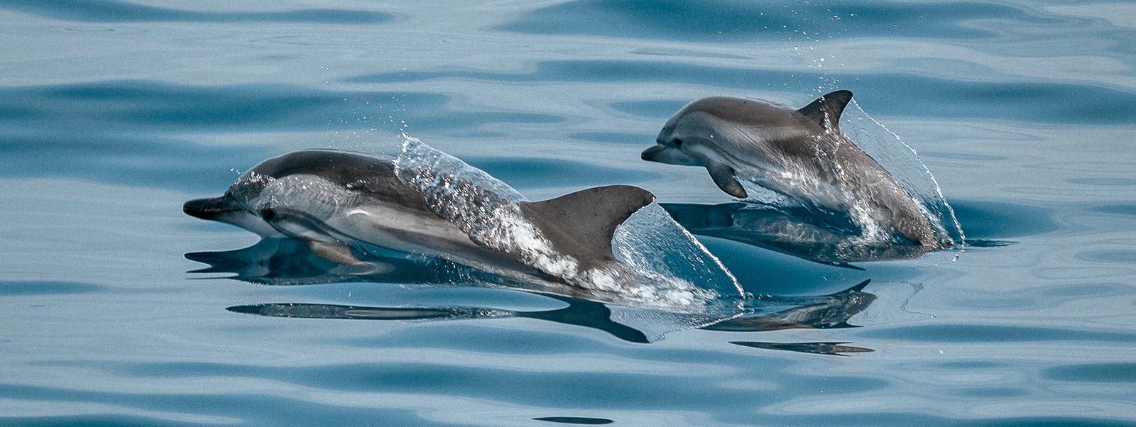 Dolphin watching