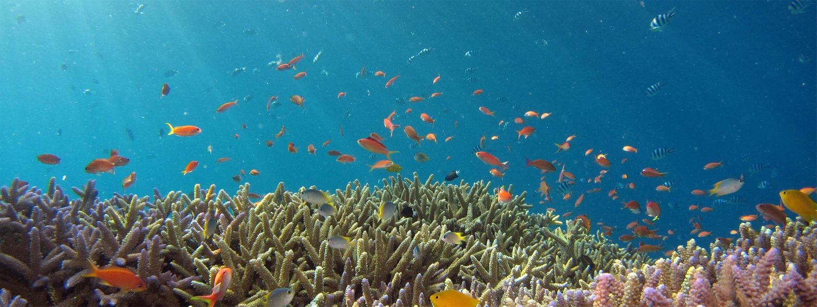 Snorkeling in Mirbat